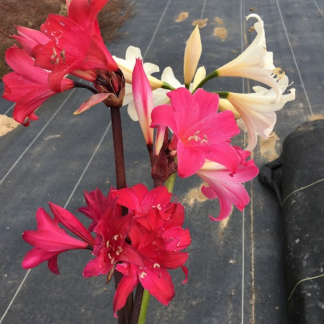 Amaryllis Belladonna Collection A1 2022
