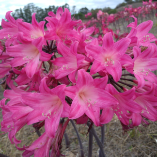 Amaryllis Belladonna Bill's Pink 30