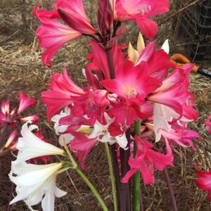 Amaryllis Belladonna Collection A10 2022