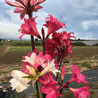 Amaryllis Belladonna Collection A11 2022