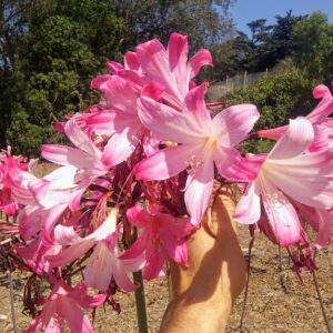 Amaryllis Belladonna Pink Whiskers