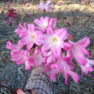 Amaryllis Belladonna Pink 9-22-10