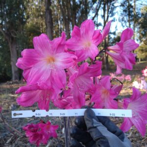 Amaryllis Belladonna Pink 9-22-11