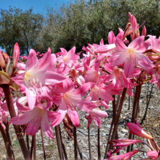 Amaryllis Belladonna Prolific Pink