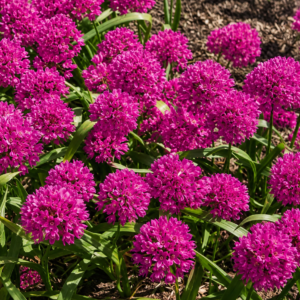 50 Allium Pink Baltimore