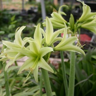 Amaryllis CYBISTER Evergreen®