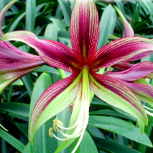 Amaryllis CYBISTER Lima®