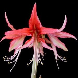Amaryllis CYBISTER Sumatra®