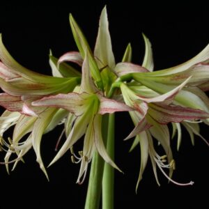 Amaryllis CYBISTER Emerald
