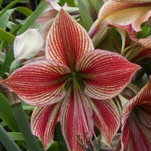 Amaryllis Exotic Star