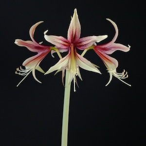 Amaryllis CYBISTER Jungle Star®