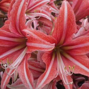 Amaryllis CYBISTER Sweet Lilian
