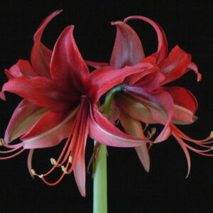 Amaryllis CYBISTER BOGATA XL