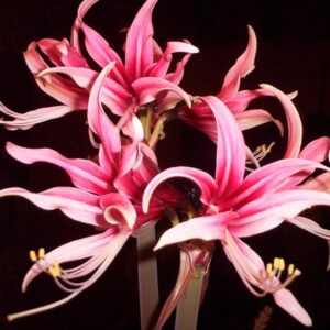 Amaryllis CYBISTER Rosario®