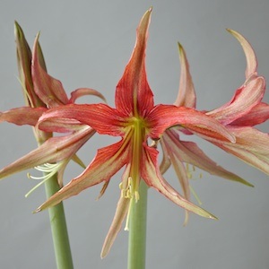 Amaryllis CYBISTER LA PAZ