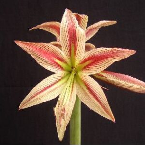 Amaryllis CYBISTER Giraffe®