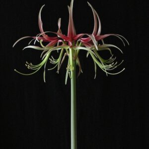 Amaryllis CYBISTER CHICO