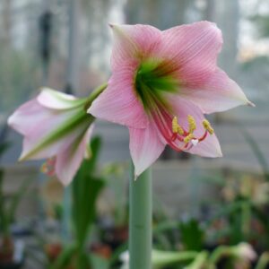 Amaryllis Misty