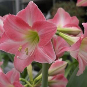 Amaryllis Rebecca (jumbo bulbs)
