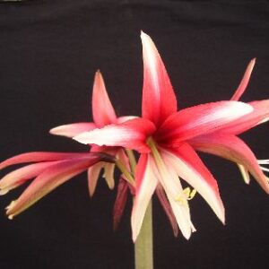 Amaryllis CYBISTER Santa Rosa (jumbo bulbs)