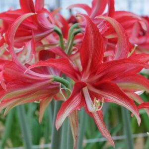Amaryllis CYBISTER QUITO