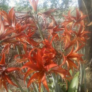 Amaryllis CYBISTER Merenque
