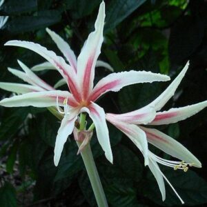 Amaryllis CYBISTER Night Star