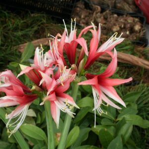 Amaryllis CYBISTER Rose®