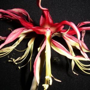 Amaryllis CYBISTER Reggea