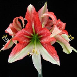 Amaryllis CYBISTER Grandeur