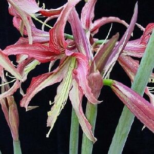 Amaryllis CYBISTER Tango®