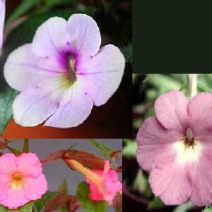 ACHIMENES "Peach Blossom" Light/Pink