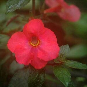 ACHIMENES "Himalyan Orange" ORANGE/RED