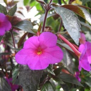 ACHIMENES "Vivid" LAVENDER/PINK