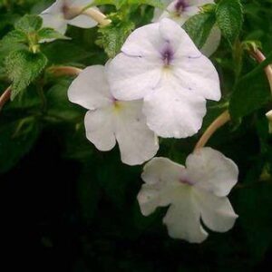 ACHIMENES "Snow Princess"  WHITE