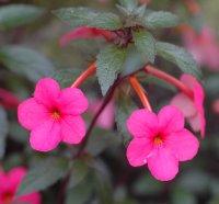 ACHIMENES "Charm" PINK