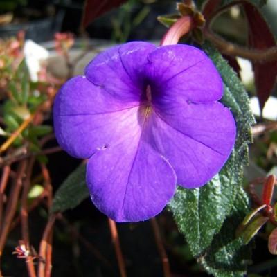 ACHIMENES "Mexicana" PURPLE/BLUE