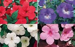 ACHIMENES MIX