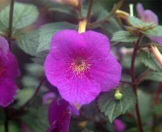 ACHIMENES "Himalyan Purple"