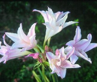 AMARCRINUM HAWARDII