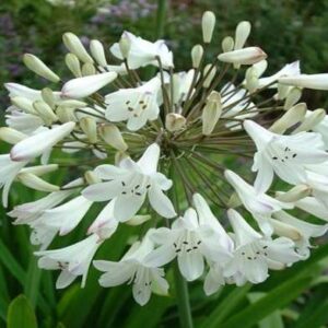 AGAPANTHUS POLAR ICE