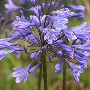 AGAPANTHUS SUNFIELD