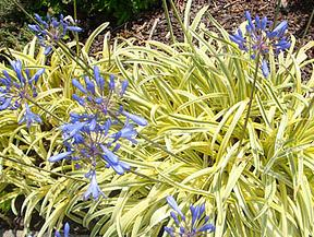 AGAPANTHUS "Tinkerbell" Dwarf Verigated