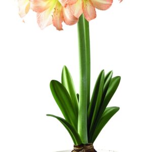 Amaryllis PEACH BLOSSOM ®