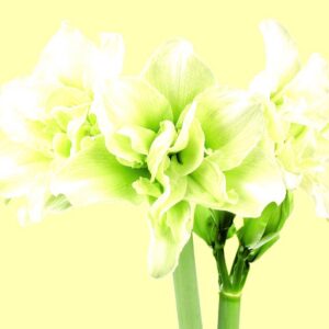 Amaryllis JUNGLE BELLS ® Bloomed in Storage