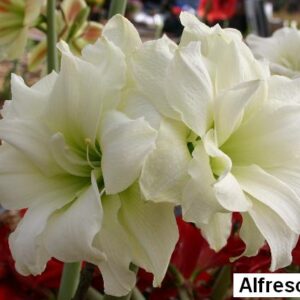 Amaryllis ALFRESCO® 20-22 cm