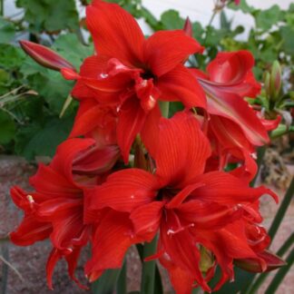 Amaryllis FANFARE® 18 cm