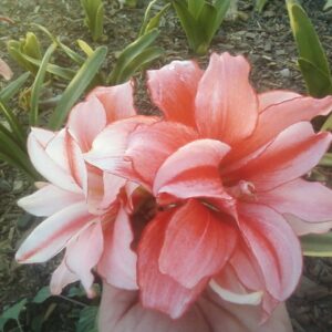 Amaryllis JOKER ® Medium size 2022