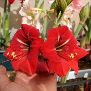 Amaryllis AMICO ® (already bloomed)
