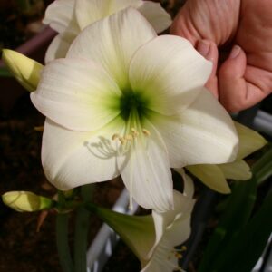 Amaryllis BABY DOLL® Miniature